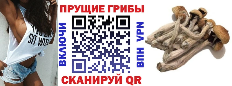 Купить где Зверево Галлюциногенные грибы мухоморы